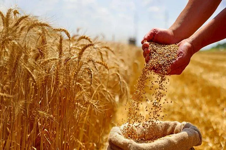 با وجود کمبود بارندگی بسیاری از کشاورزان برای دریافت بذر اقدام نکرده‌اند!