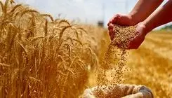 با وجود کمبود بارندگی بسیاری از کشاورزان برای دریافت بذر اقدام نکرده‌اند!