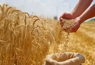 با وجود کمبود بارندگی بسیاری از کشاورزان برای دریافت بذر اقدام نکرده‌اند!
