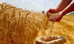 با وجود کمبود بارندگی بسیاری از کشاورزان برای دریافت بذر اقدام نکرده‌اند!