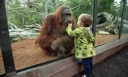 بازدید از باغ وحش ارم رایگان شد