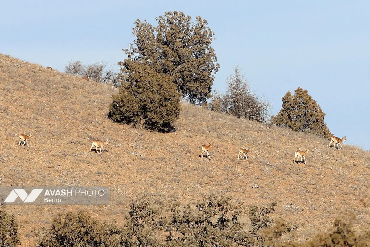 سرشماری پاییزه پارک ملی گلستان