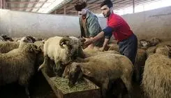 بازار دام، در شرایط خوبی قرار دارد