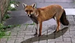 حیوانی مرموز با ظاهری شبیه انسان!