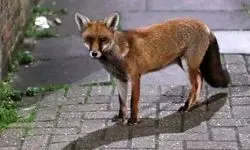 علت حضور روباه‌ها در خیابان‌های تهران چیست؟ 