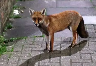 حیوانی مرموز با ظاهری شبیه انسان!