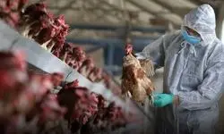 پاسخ معاون وزیر بهداشت به شیوع آنفلوانزای پرندگان در ایران