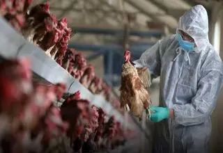 پاسخ معاون وزیر بهداشت به شیوع آنفلوانزای پرندگان در ایران