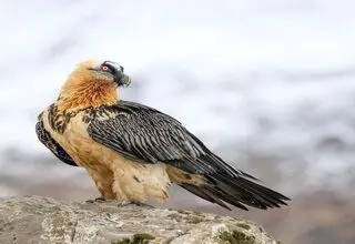 غذا دادن  پرنده