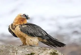 غذا دادن  پرنده