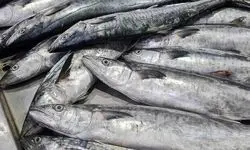 ممنوعیت جدید در خلیج فارس اعلام شد