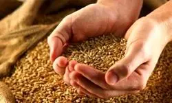 خرید ۱۳۷.۴ همت گندم از گندمکاران در سال زراعی جاری