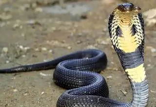 فیلم مستند حیات وحش