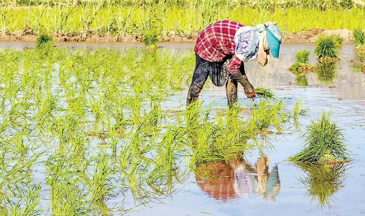 حذف طبقاتی برنج ایرانی