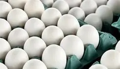 شورش در بازار ؛ خوراک بدنسازان گران شد