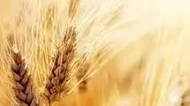 قیمت خرید تضمینی گندم نباید زیر ۳۰ هزار تومان باشد