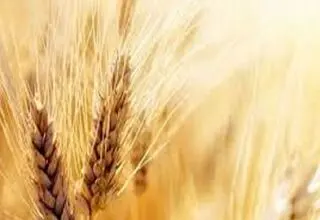 قیمت خرید تضمینی گندم نباید زیر ۳۰ هزار تومان باشد
