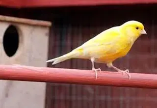  آیا نگهداری از قناری در رفع افسردگی موثر است؟