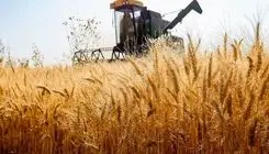 آغاز سراسری عملیات خرید تضمینی گندم در کشور