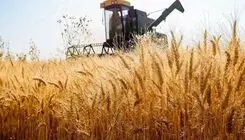 آغاز سراسری عملیات خرید تضمینی گندم در کشور