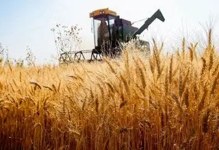 آغاز سراسری عملیات خرید تضمینی گندم در کشور