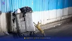 هشدار درباره شیوع ‌انگل‌ خطرناک لیشمانیوز