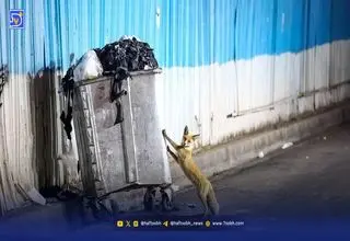 هشدار درباره شیوع ‌انگل‌ خطرناک لیشمانیوز