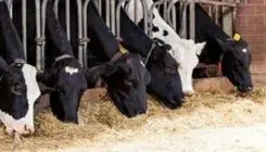 میزان کالای واردشده برای تامین بازار قابل توجه است