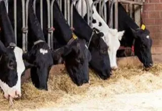 میزان کالای واردشده برای تامین بازار قابل توجه است