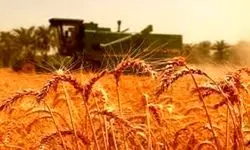 کشت گندم تا اواسط دی ماه ادامه دارد