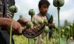 بی محلی به تریاک!