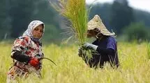 آغاز شبکه‌سازی برای اتصال زنان کشاورز به بازارهای فروش سراسر کشور