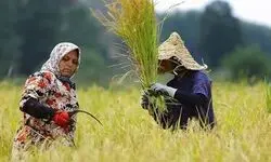 آغاز شبکه‌سازی برای اتصال زنان کشاورز به بازارهای فروش سراسر کشور