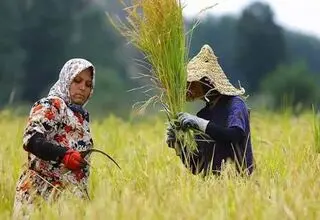 آغاز شبکه‌سازی برای اتصال زنان کشاورز به بازارهای فروش سراسر کشور