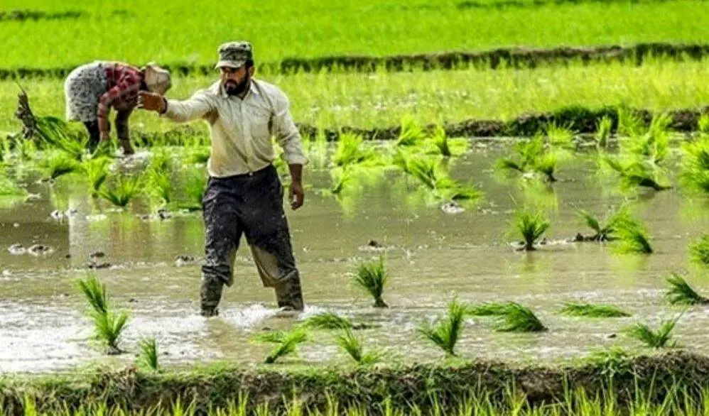 آغاز طرح «جهش تولید در برنج» با هدف خودکفایی ۹۰ درصدی