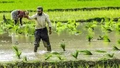اجرای سه طرح بیمه‌ای برای حمایت از تولیدکنندگان برنج