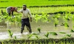 قیمت برنج در هفته‌های آتی کاهش می‌یابد