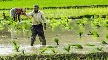 قیمت برنج در هفته‌های آتی کاهش می‌یابد