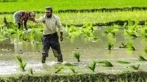 آغاز طرح «جهش تولید در برنج» با هدف خودکفایی ۹۰ درصدی
