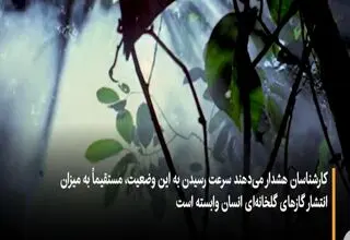 آینده‌ای نگران‌کننده برای بزرگ‌ترین جنگل جهان+ویدیو