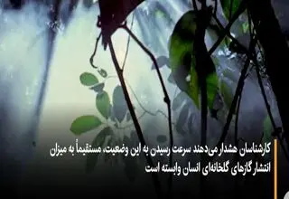 آینده‌ای نگران‌کننده برای بزرگ‌ترین جنگل جهان+ویدیو