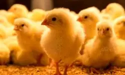 برنامه‌ریزی تولید جوجه مورد نیاز برای ماه مبارک رمضان انجام شده است