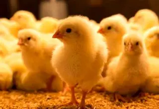 برنامه‌ریزی تولید جوجه مورد نیاز برای ماه مبارک رمضان انجام شده است