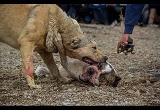 حیوان عجیب حمله‌کننده به دانشجوی دانشگاه زنجان چه بود؟