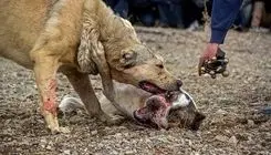 حیوان عجیب حمله‌کننده به دانشجوی دانشگاه زنجان چه بود؟