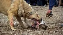 حیوان عجیب حمله‌کننده به دانشجوی دانشگاه زنجان چه بود؟