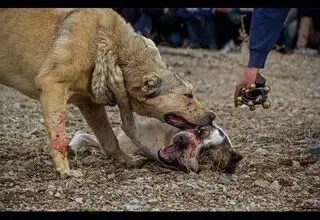 حیوان عجیب حمله‌کننده به دانشجوی دانشگاه زنجان چه بود؟
