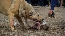 حیوان عجیب حمله‌کننده به دانشجوی دانشگاه زنجان چه بود؟