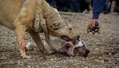 حیوان عجیب حمله‌کننده به دانشجوی دانشگاه زنجان چه بود؟
