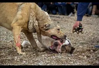 حیوان عجیب حمله‌کننده به دانشجوی دانشگاه زنجان چه بود؟